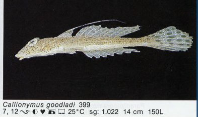 Callionymus goodladi